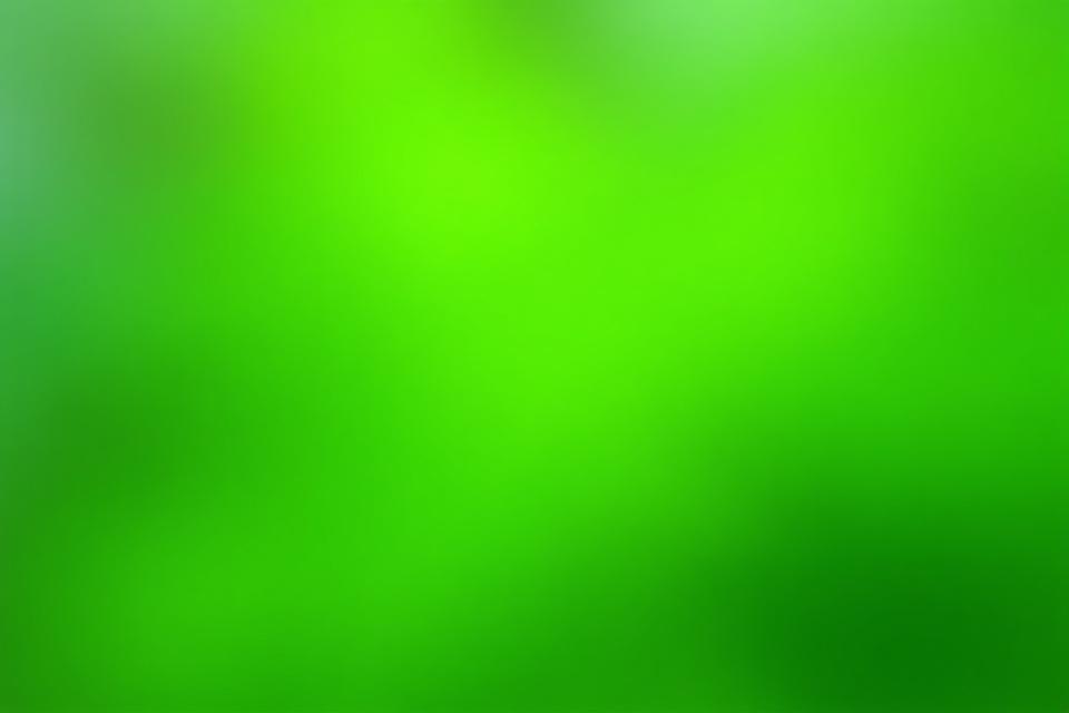 A close-up of a healthy mint plant, demonstrating good care.